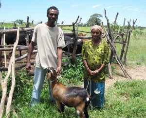 Caution Shonhai & wife Susan show the cattle and goats that MBIRA CDs bought, in 2009